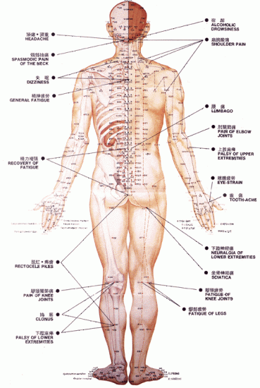 Les points d'acupuncture(vue de dos)