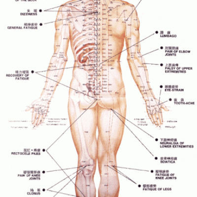 Les points d'acupuncture(vue de dos)