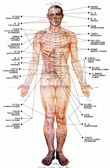 Les points d'acupuncture(vue de face)