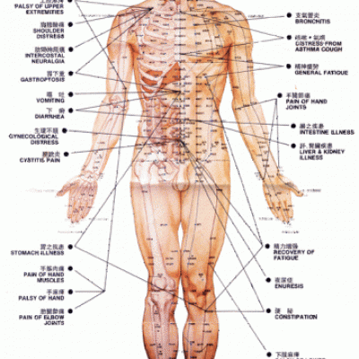 Les points d'acupuncture(vue de face)